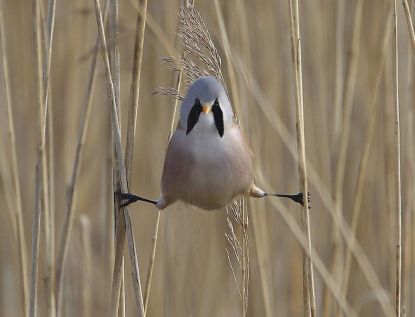 RSPB Dungeness Nature Reserve