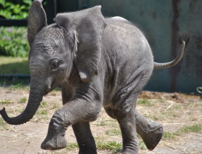 Howletts Wild Animal Park 
