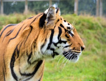 Wingham Wildlife Park